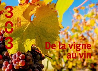 Vigneronnes ligériennes, de l’ombre à la lumière