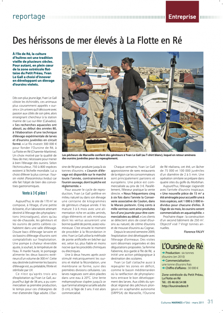 Des hérissons de mer élevés à la Flotte en Ré